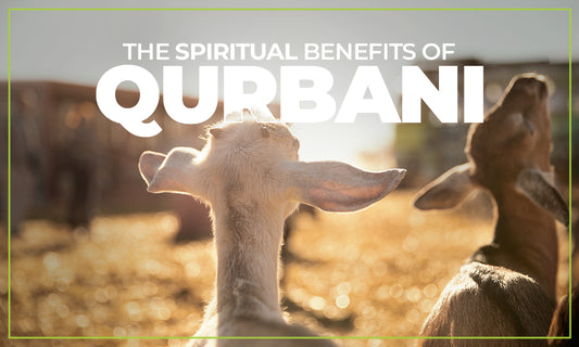 Qurbani is a significant Islamic act