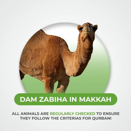 Camel Qurbani / Dam Zabiha