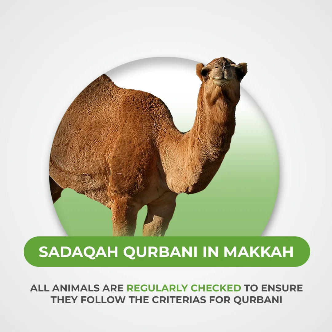Goat, Sheep and Camel Qurbani / Sadaqah