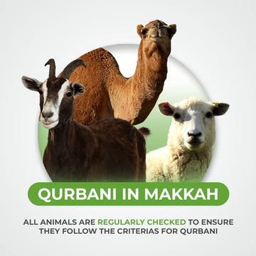 Goat, Sheep and Camel Qurbani / Sadaqah
