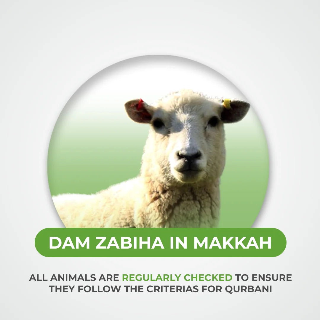 Goat or Sheep Qurbani / Dam Zabiha