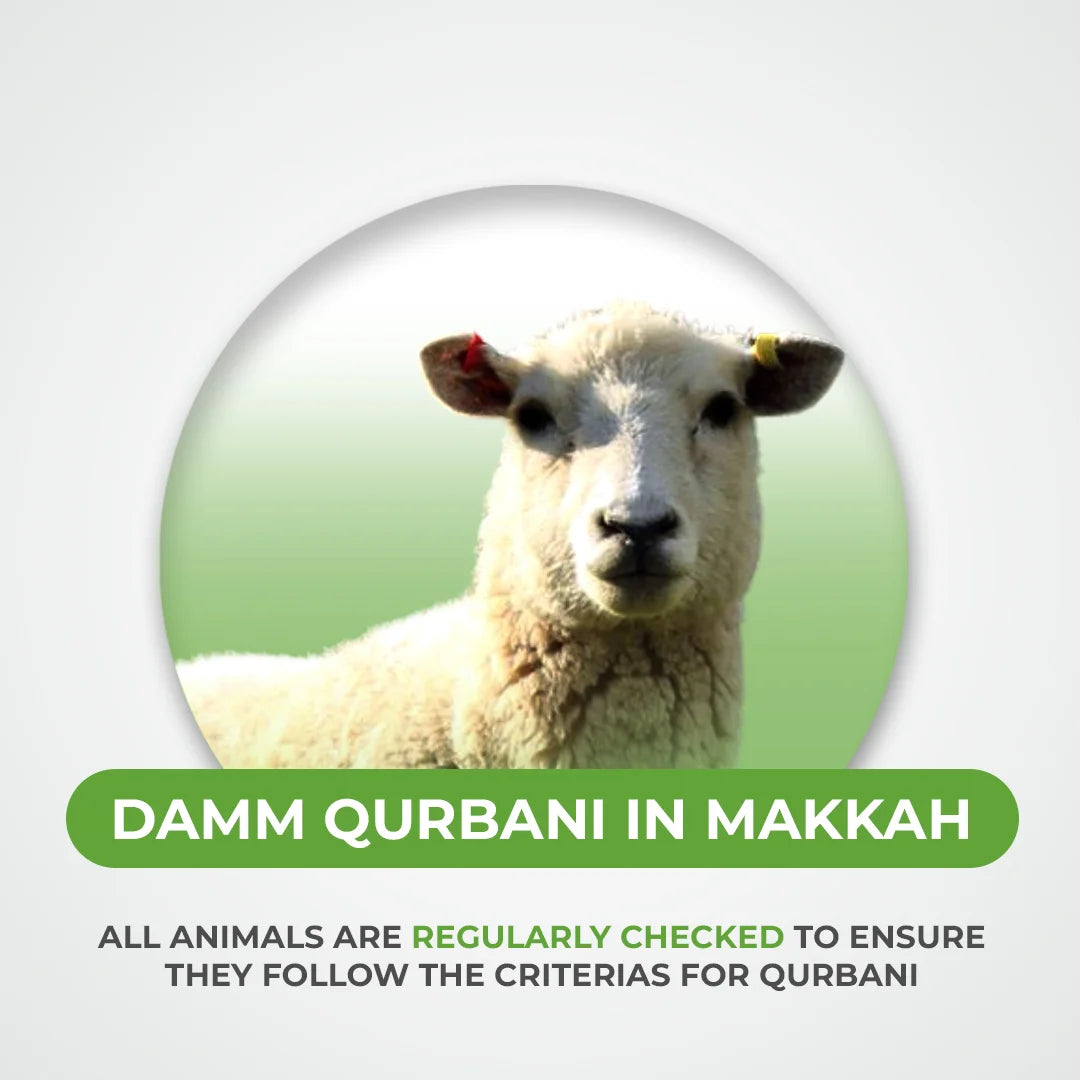 Goat, Sheep and Camel Qurbani / Sadaqah Jariyah