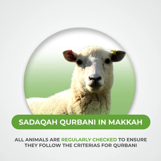 Goat, Sheep and Camel Qurbani / Sadaqah